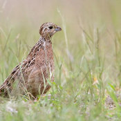 Montezuma Quail